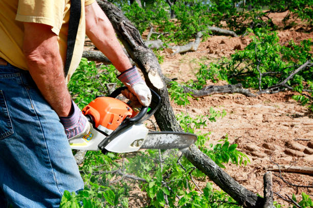 Best Palm Tree Trimming  in Las Vegas, NM